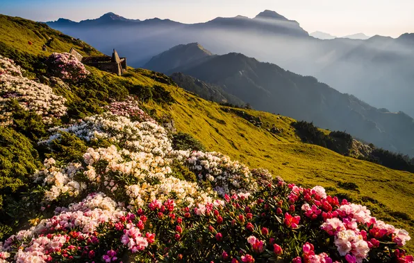 Flowers, mountains, fog, hills, dal, morning, slope, haze
