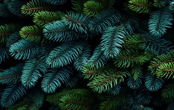 Branches, the dark background, Christmas, New year, needles, coniferous, spruce, AI art