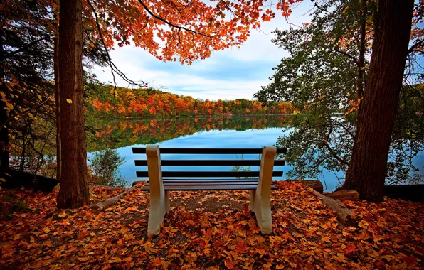 Picture autumn, forest, the sky, leaves, water, trees, bench, nature