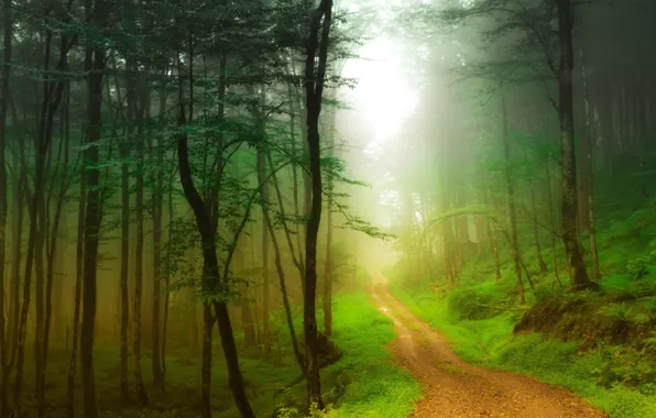Picture road, forest, trees, fog