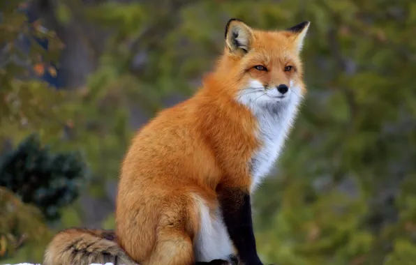 Picture sitting, Fox, red