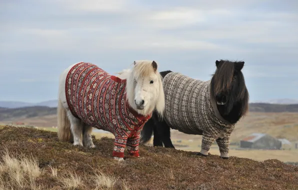 Picture autumn, mountains, hills, horse, pair, pony, two, sweater