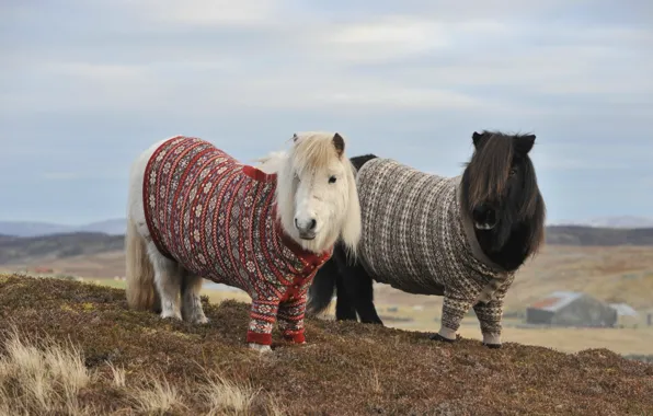 Autumn, mountains, hills, horse, pair, pony, two, sweater