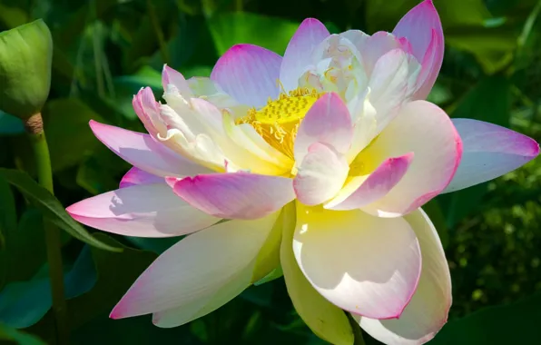 Picture macro, petals, Lotus