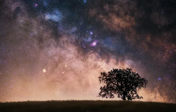 Picture the sky, grass, stars, night, tree, the milky way