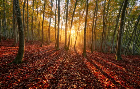 Picture autumn, forest, the sun, rays