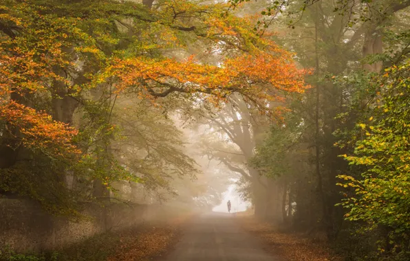 Road, autumn, forest, trees, fog, Park, branch, foliage