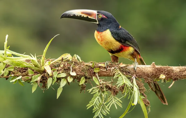 Bird, branch, Toucan
