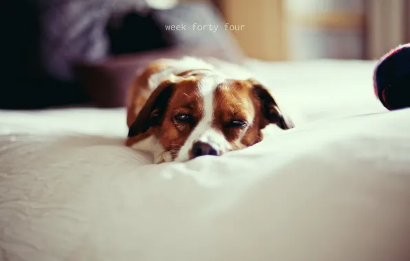 Comfort, house, dog