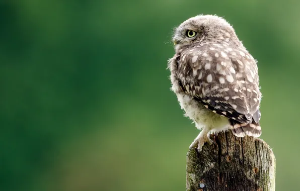 Look, background, owl