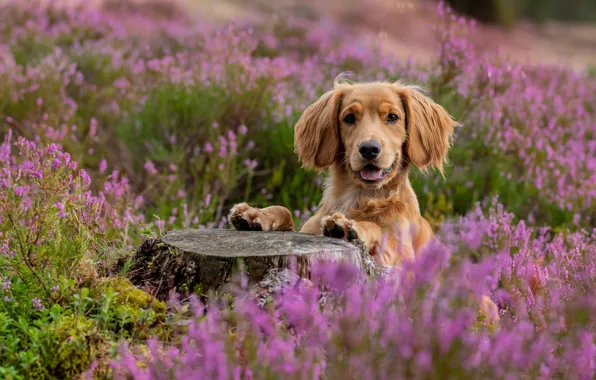 Picture look, face, stump, dog, Heather, Spaniel