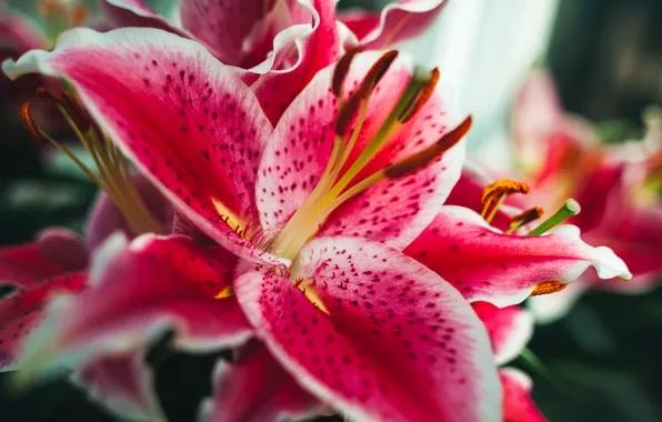 Macro, background, color, Tiger Lily