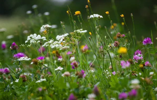 Picture summer, grass, flowers, meadow