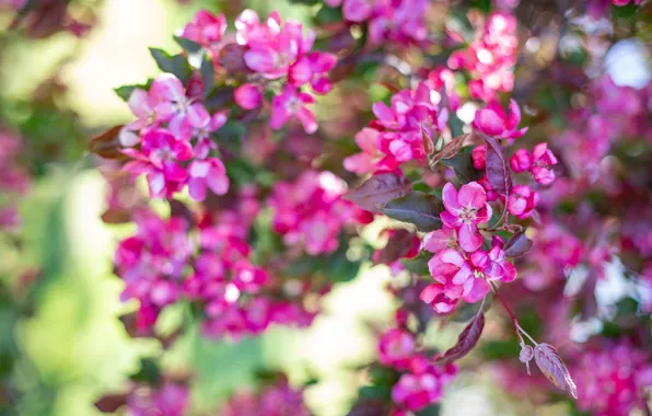 Leaves, light, flowers, branches, blur, spring, pink, Apple