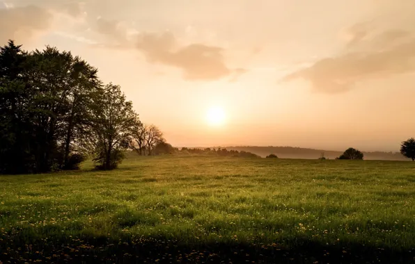 Field, summer, nature, fog, morning