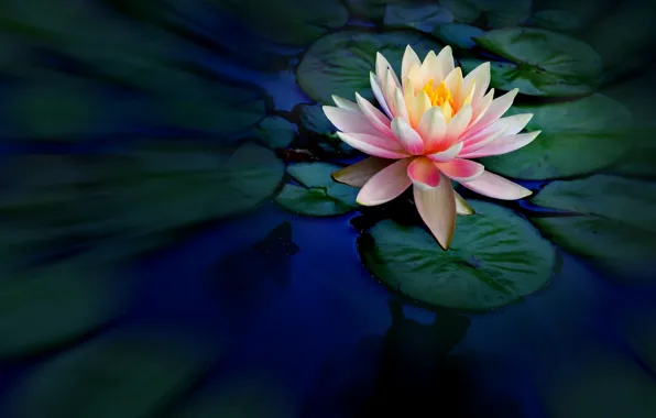 Water, Nymphaeum, water Lily
