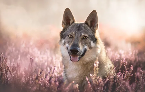 Picture look, face, bokeh, Heather, a hybrid of dog and wolf, Volkosob