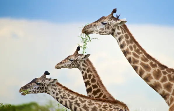 The sky, clouds, branches, giraffe, giraffes, profile, trio, cub