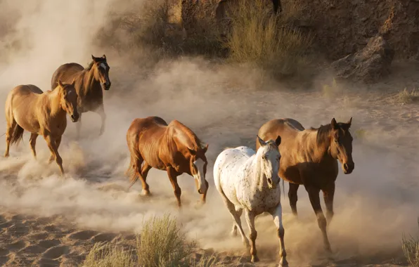 Picture animals, photo, horses, dust, horse, wildlife, the herd, the herd