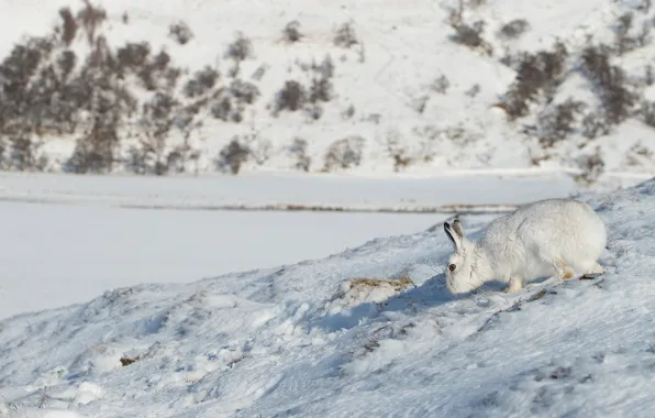 Picture winter, snow, nature, hills, hare, slope, the snow, Whitey