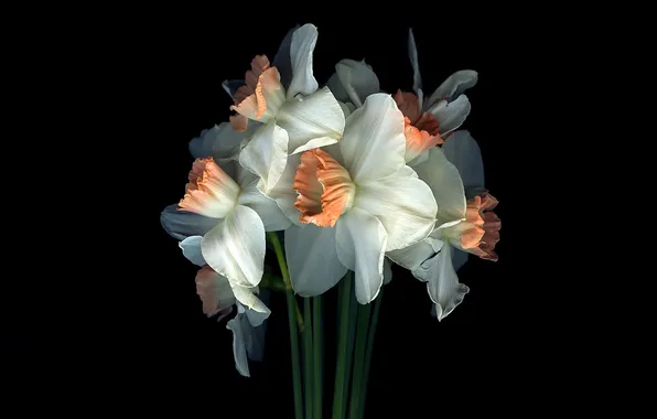 Light, flowers, shadow, bouquet, petals, stem