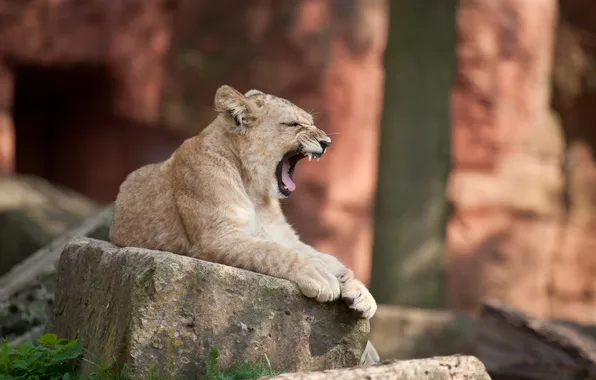 Picture cat, stone, Leo, cub, yawns, lion