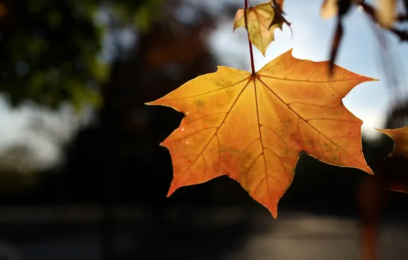 Autumn, leaves, light, nature, light, nature, autumn, leaves