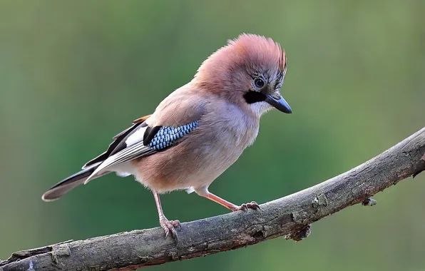 Nature, photo, bird, Jay