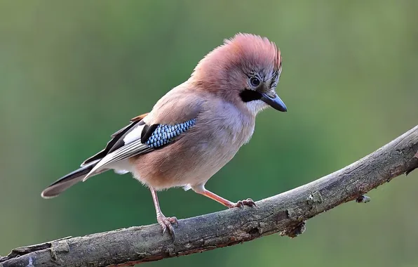 Picture nature, photo, bird, Jay