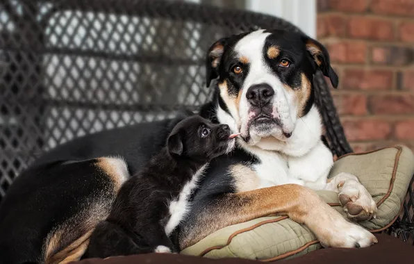 Picture house, dog, puppy