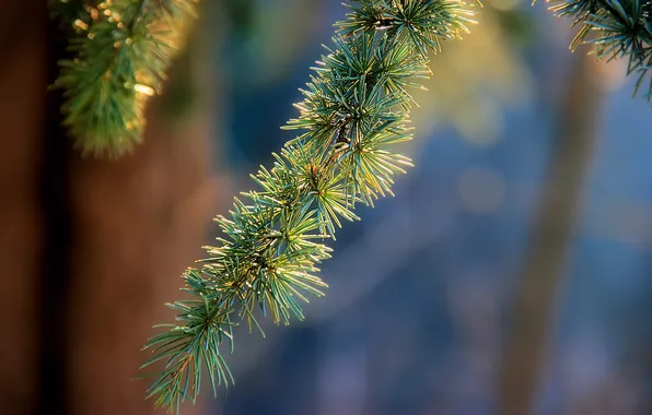 Macro, needles, tree, tree, spruce, branch