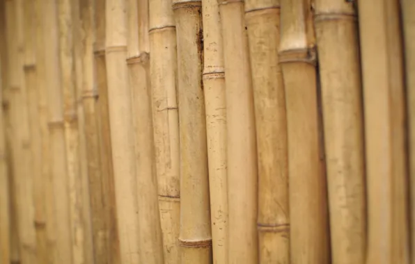 Stems, bamboo, wood