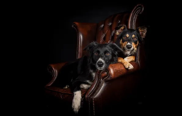 Dogs, portrait, chair, a couple, black background, two dogs