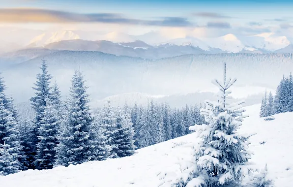 Winter, forest, clouds, hills, tree, hills