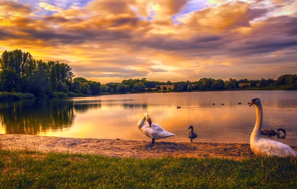 Sand, grass, trees, sunset, lake, duck, Germany, swans