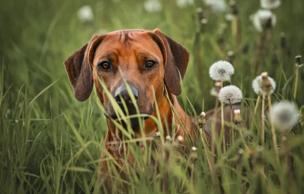 Grass, look, face, dog, dandelions, Rhodesian Ridgeback, Irina Moroz