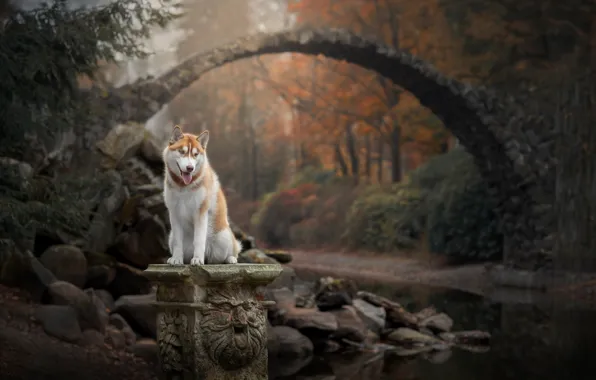 Autumn, forest, bridge, nature, river, stones, dog, Husky