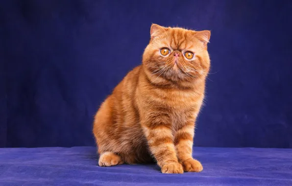 Cat, cat, look, face, pose, kitty, legs, red