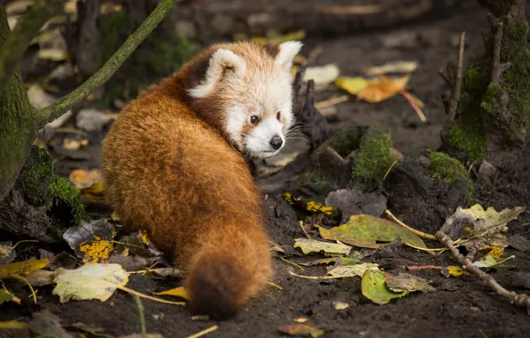 Picture look, leaves, red Panda, firefox, red Panda