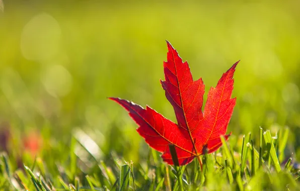 Autumn, grass, red, sheet, maple, Burgundy