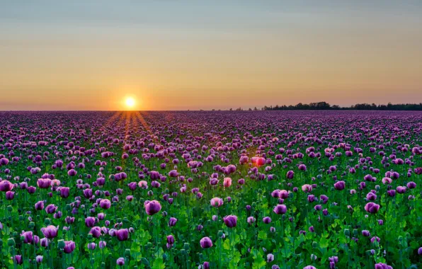 Field, summer, the sun, rays, sunset, flowers, dawn, Maki