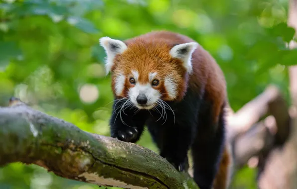Face, nature, pose, background, tree, paws, claws, red Panda