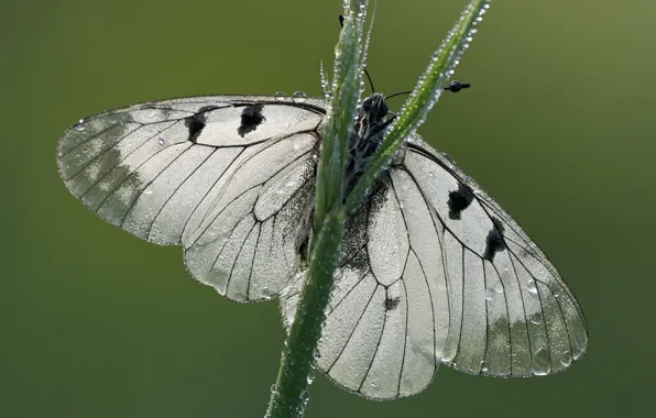 Picture white, drops, macro, close-up, nature, green, background, butterfly