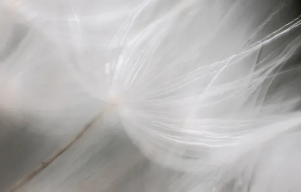 Macro, dandelion, the wind, umbrellas