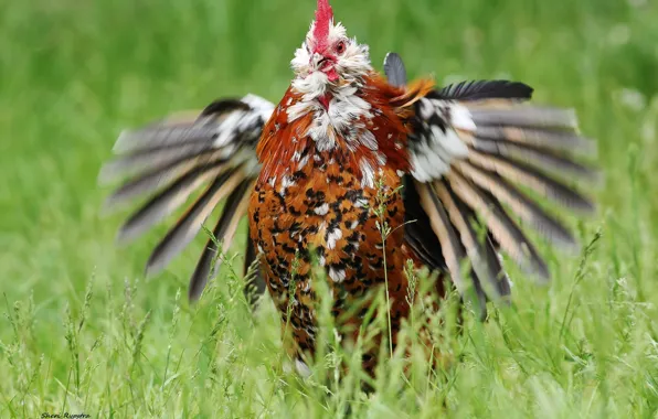 Wings, chicken, cock