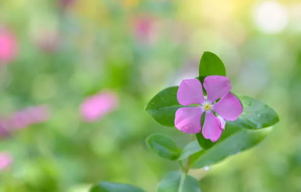 Picture field, flower, leaves, petals, meadow