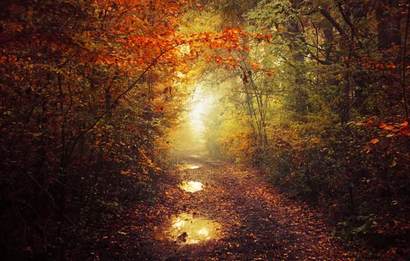 Autumn, leaves, fog, pathway, autumn colors, path, mist, fall