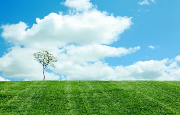 Field, the sky, clouds, nature, tree, spring