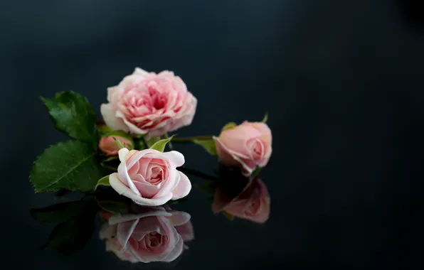 Reflection, roses, pink
