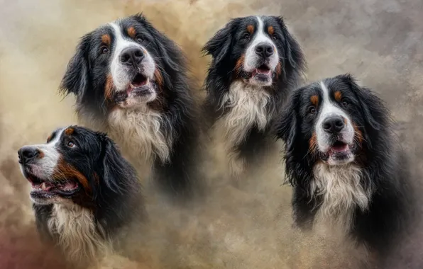 Dogs, background, portrait, dog, treatment, texture, peer, muzzle
